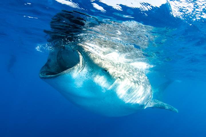 Whale-shark