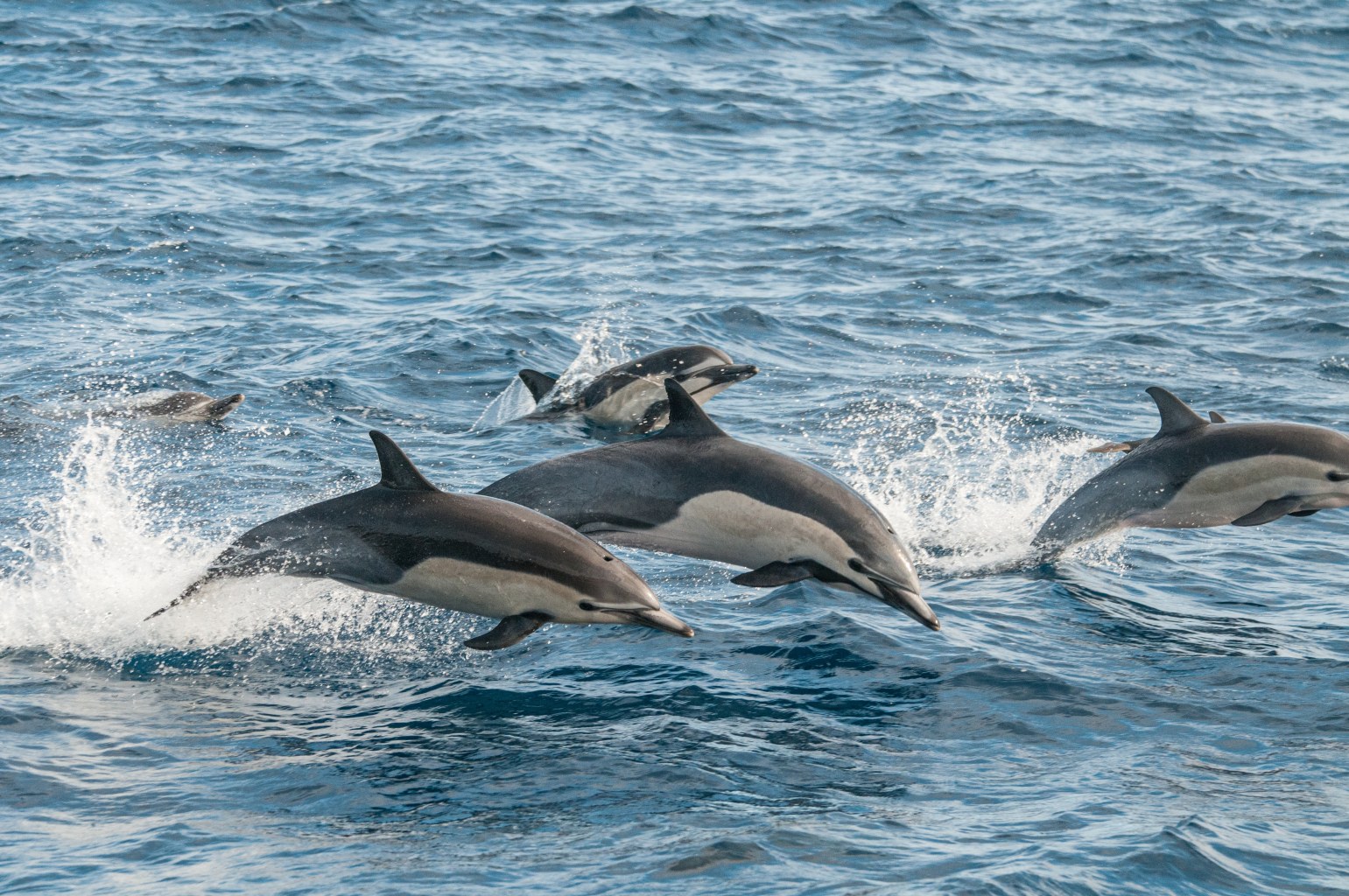 Wild Dolphins jumping 