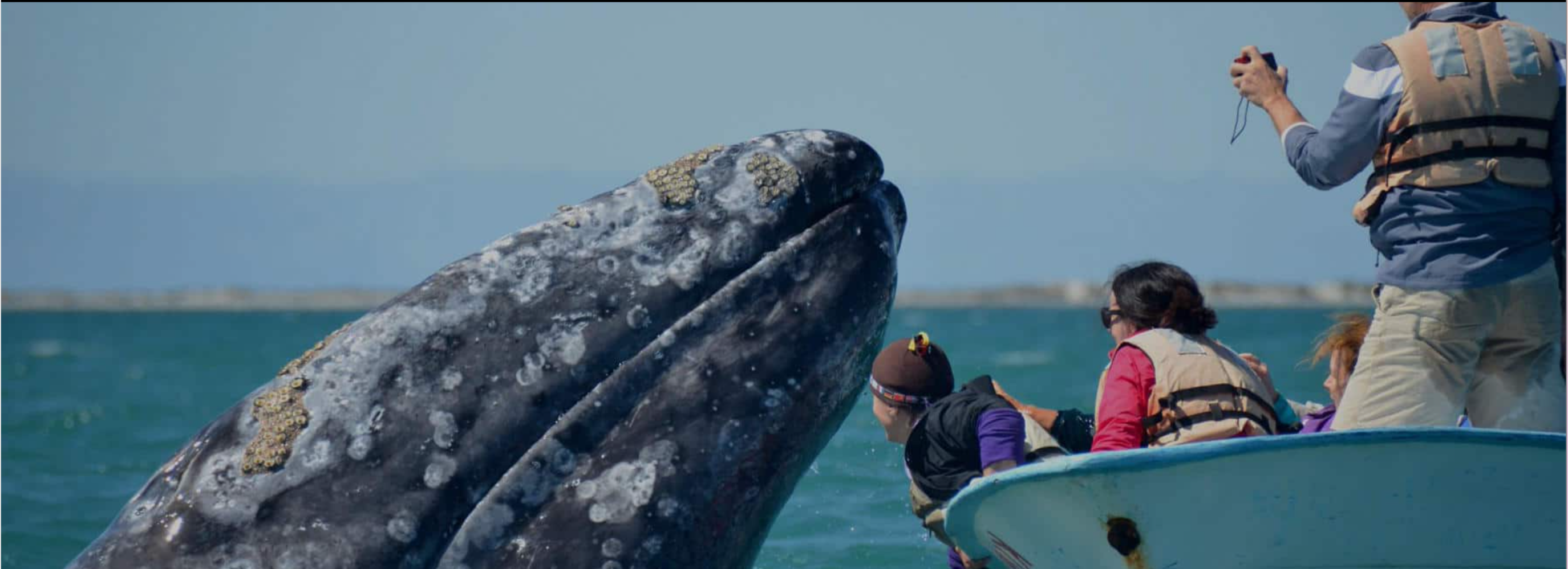 Gray whale and person interact