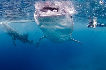 Whale Sharks in the Philippines
