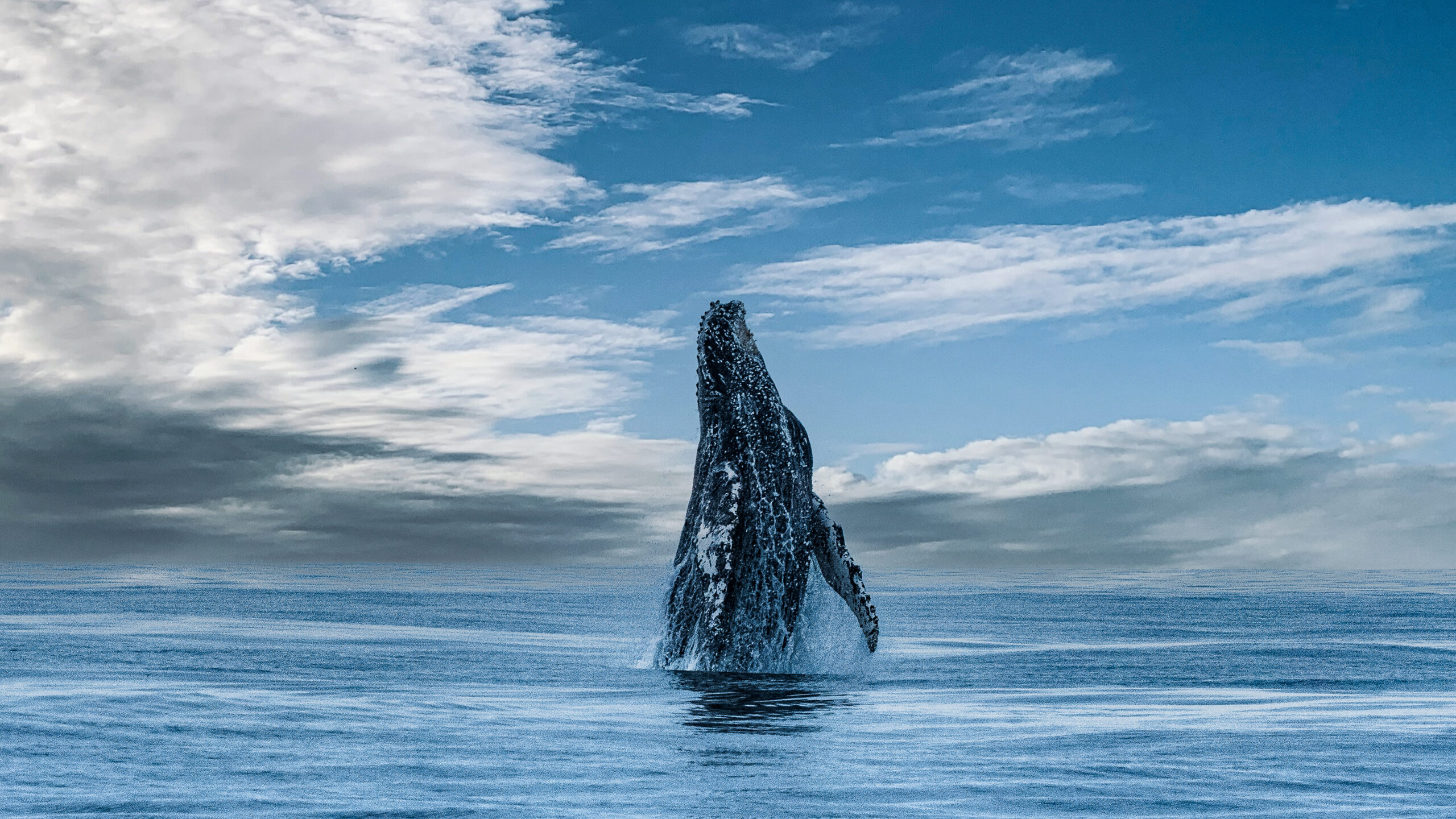 Humpback Whale Breaching