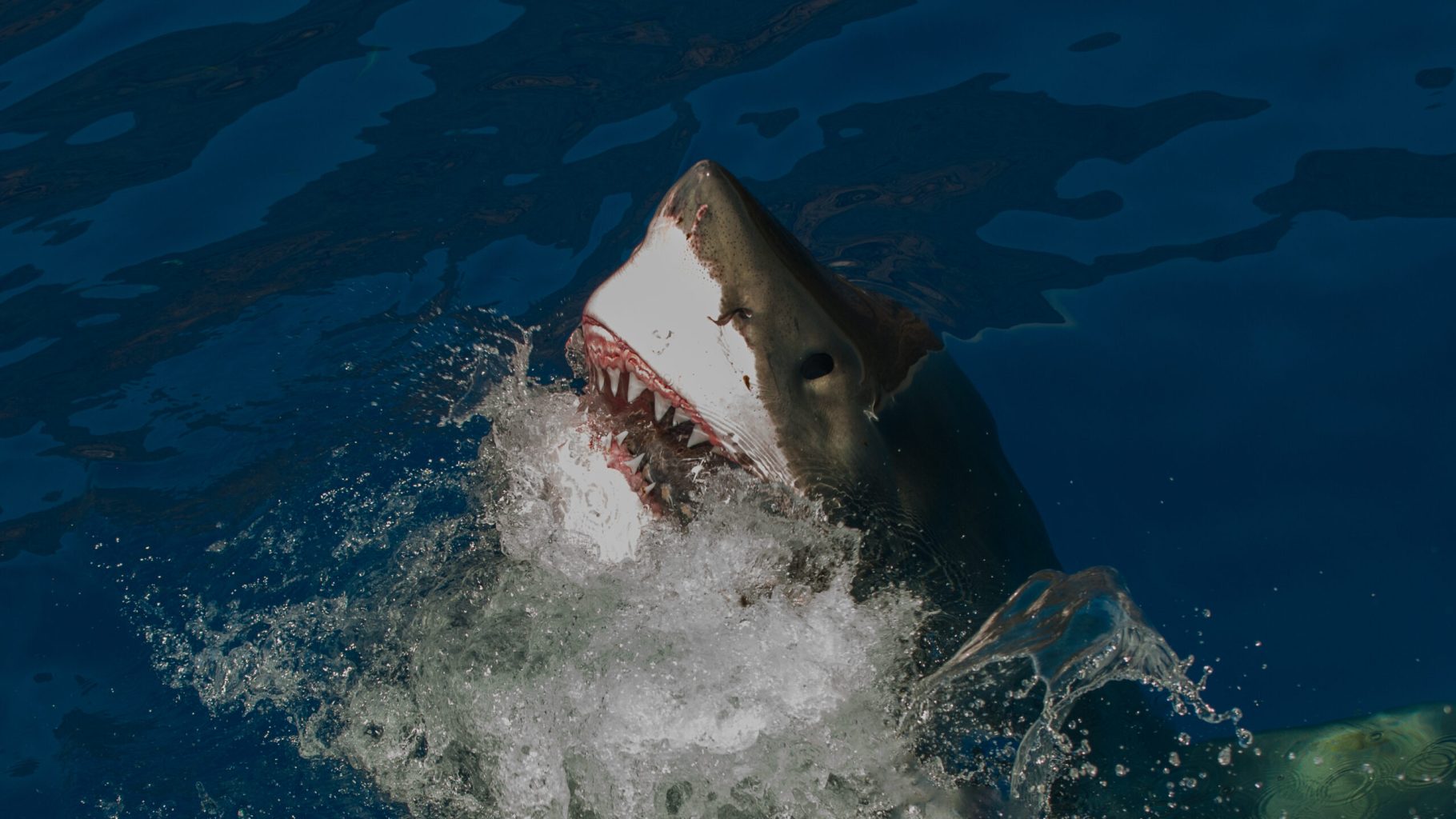 Great White Shark showing teeth