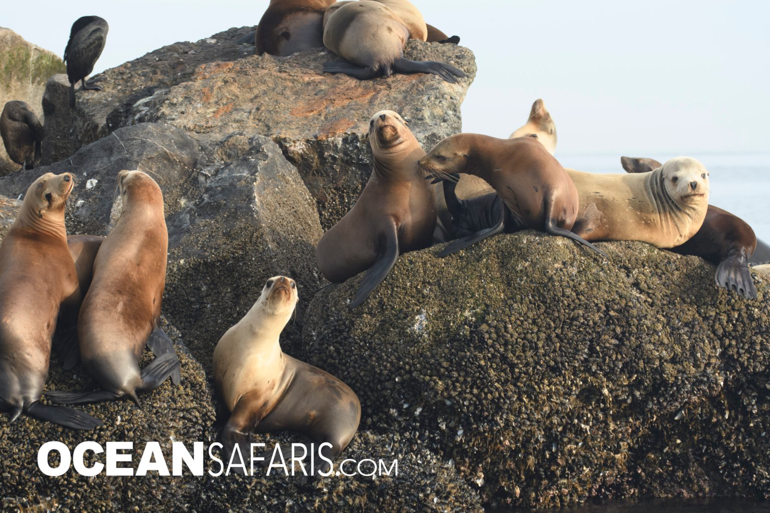 Sea Lions hauled out the rocks